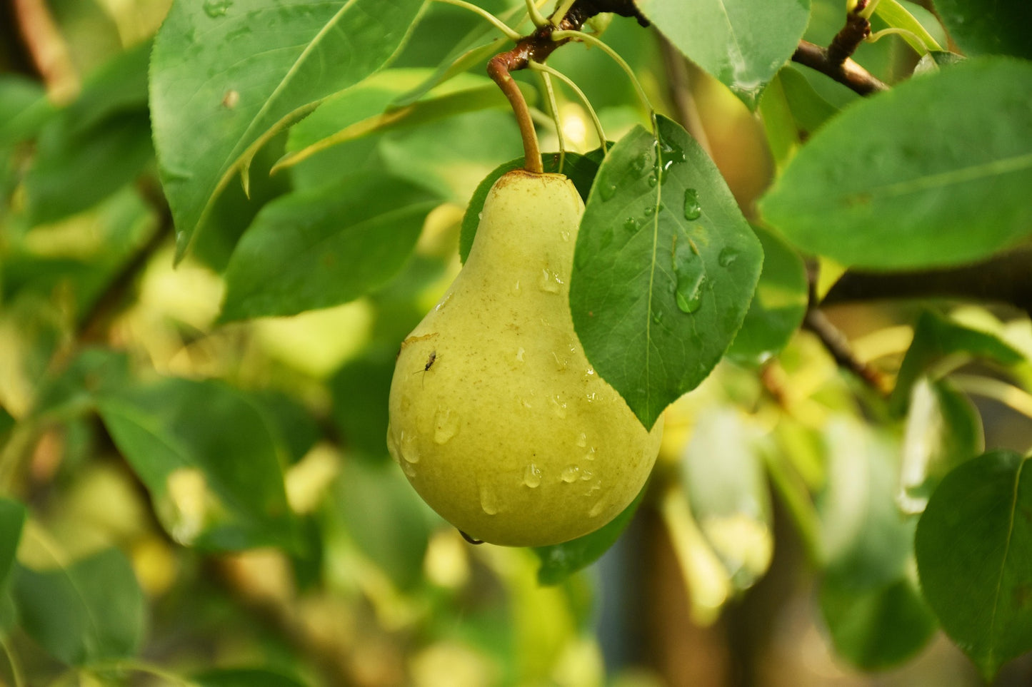 Honey Pear Fragrance Oil